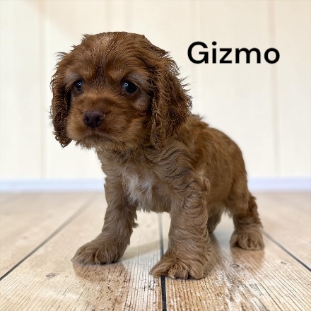 puppy, for, sale, Cocker Spaniel, Joe & Cherri  Overlease, dog, breeder, Miller, MO, dog-breeder, puppy-for-sale, forsale, nearby, find, puppyfind, locator, puppylocator, aca